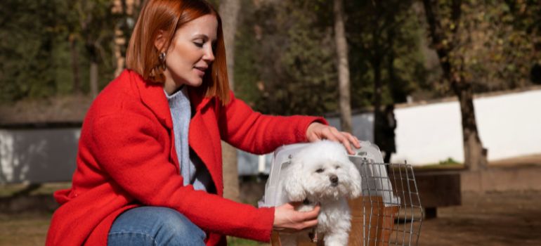 quali sono gli obblighi del proprietario di un cane