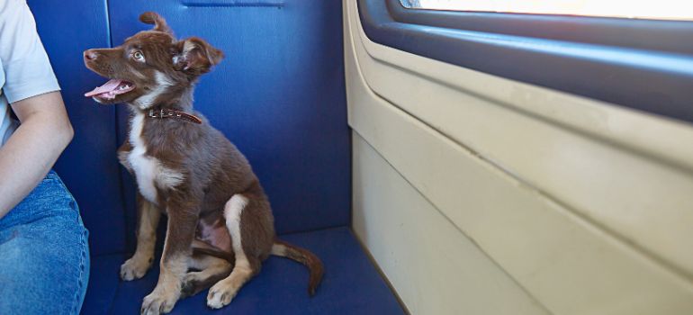 come portare il cane in autobus