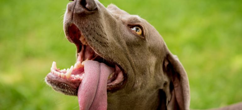 cane che morde risarcimento