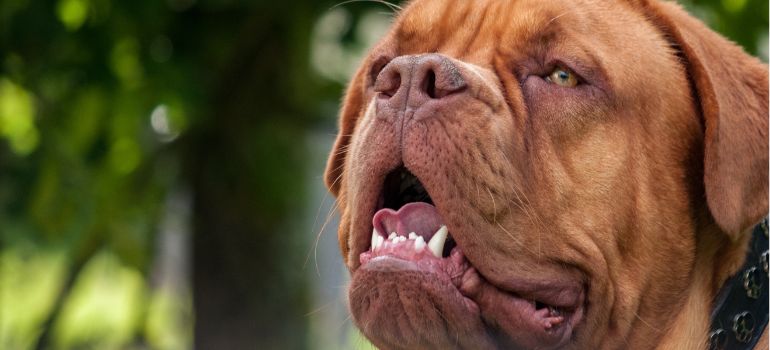 cane che morde cosa può rischiare il padrone