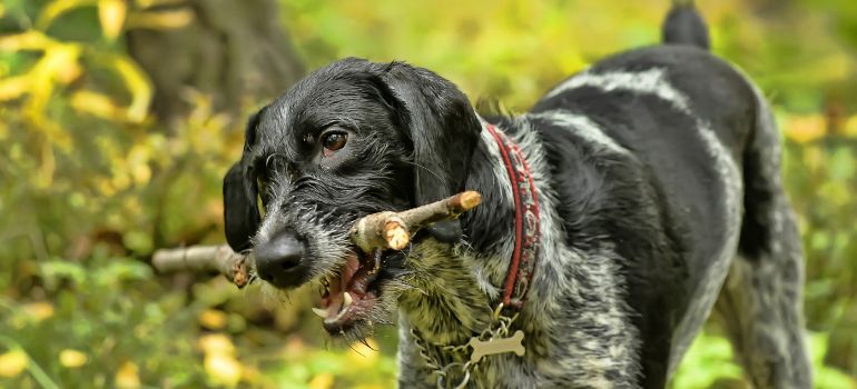 morso di cane come funziona il risarcimento danni