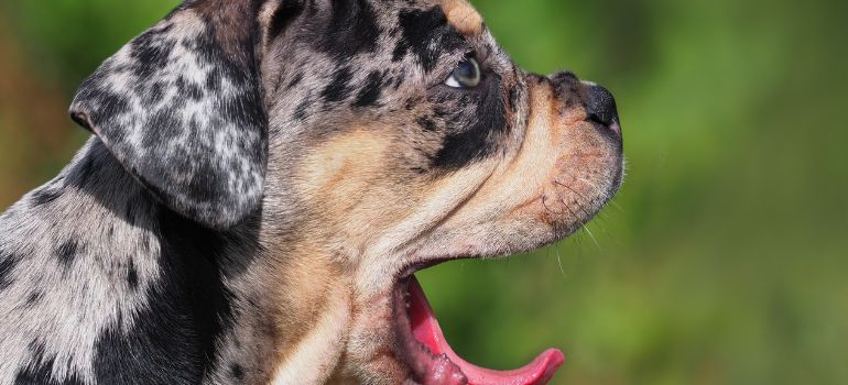 risarcimento danni morso di cane