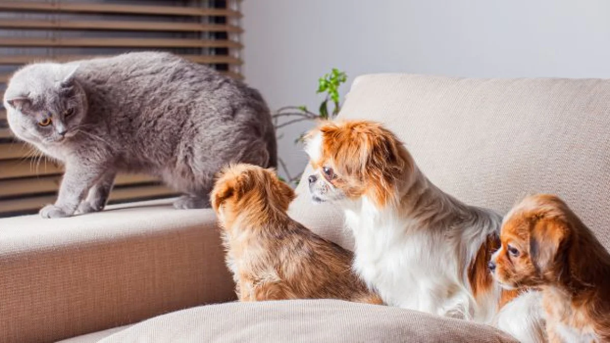 animali e affitto in condominio