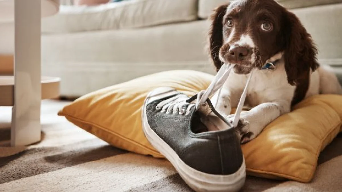 cosa può vietare l'assemblea condominiale