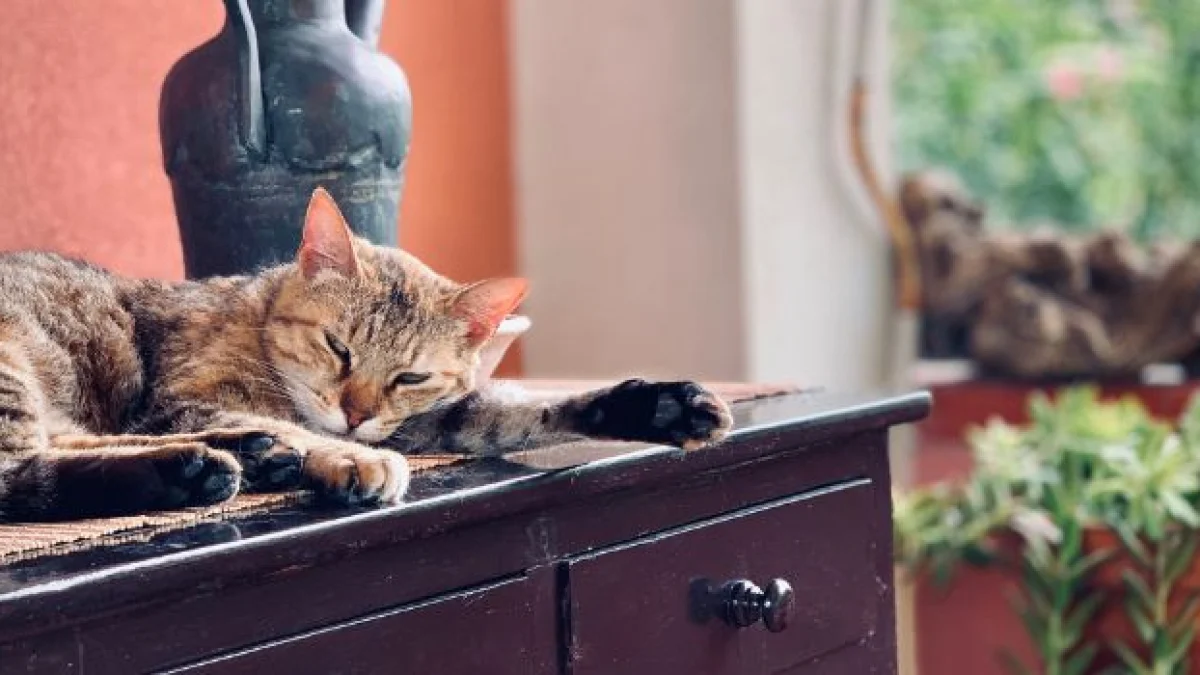 divieto animali in condominio