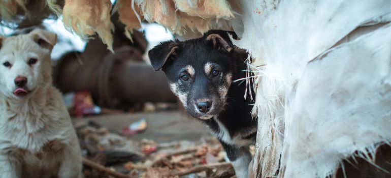abbandono di animali pene nuovo codice della strada