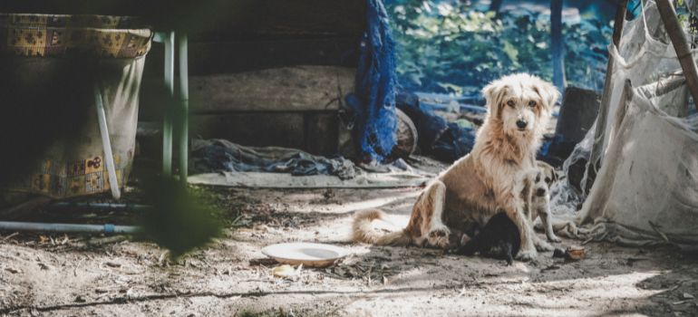 reato di abbandono di animali