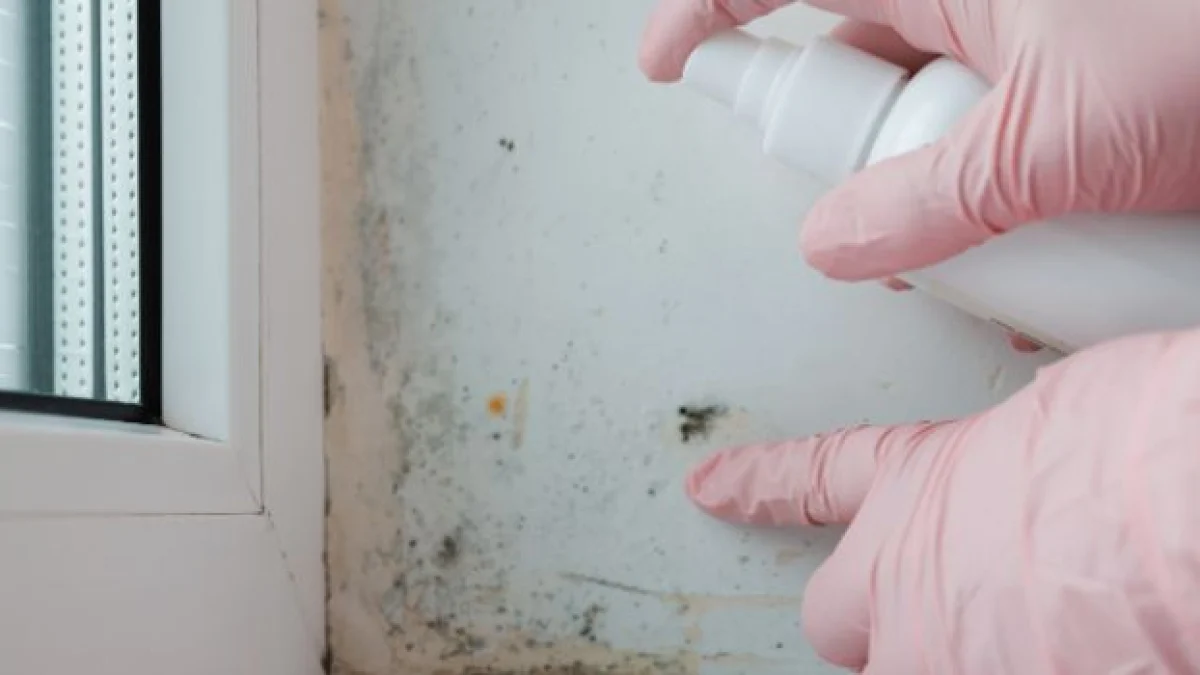infiltrazioni muffa umidità in casa