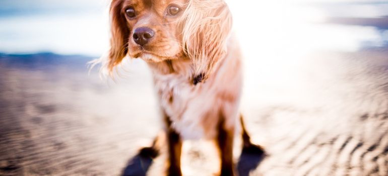 cani in spiaggi si può?
