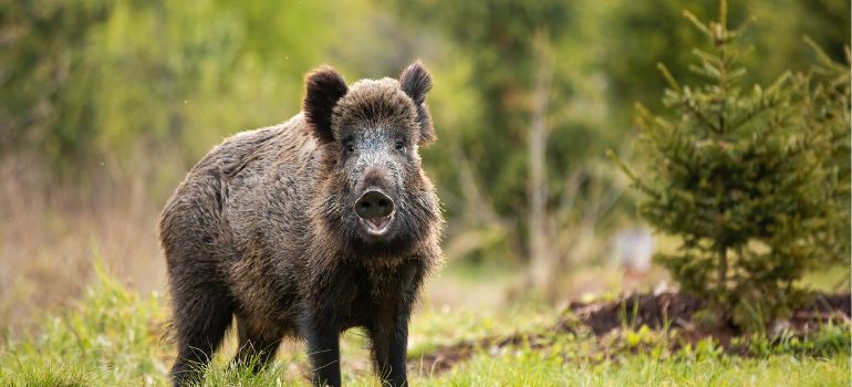 responsabilità danni da fauna selvatica