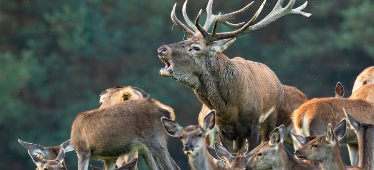risarcimento danni da fauna selvatica
