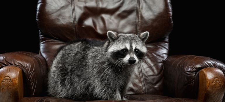 orsetto lavatore procione animale domestico
