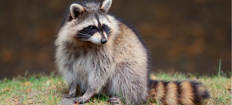 procione animale domestico è legale