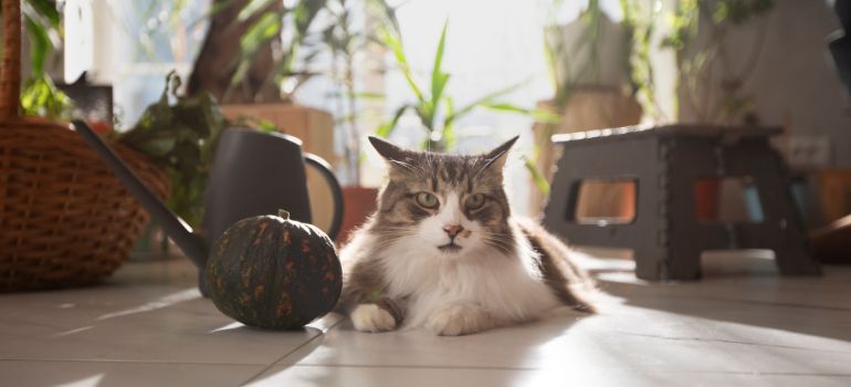 bonus animali domestici cos'è