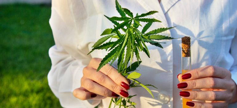 cannabis legale Germania