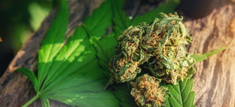 cannabis per uso personale germania
