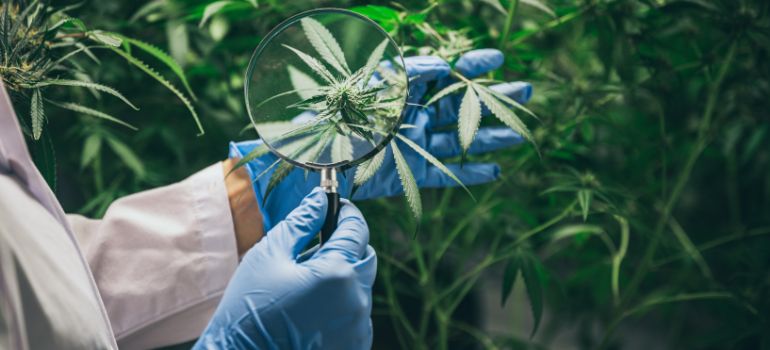nuove regole consumo coltivazione cannabis germania