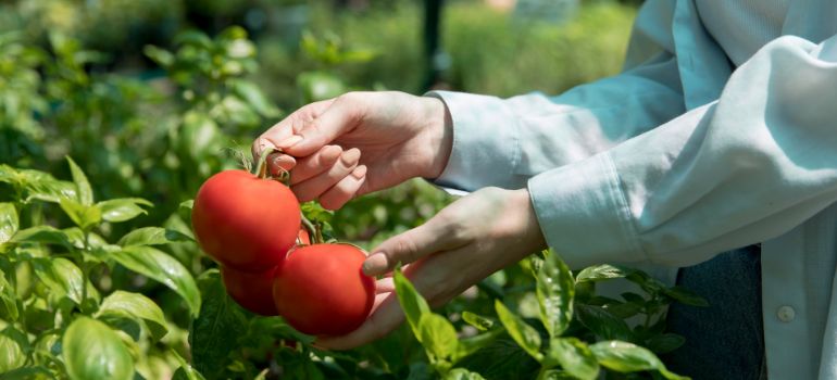 disoccupazione agricola a chi spetta