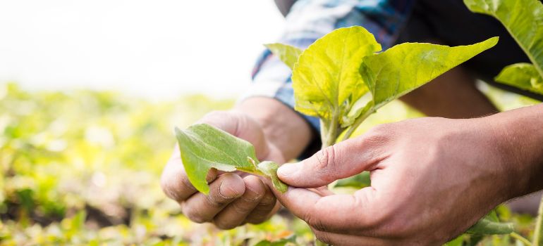 disoccupazione agricola