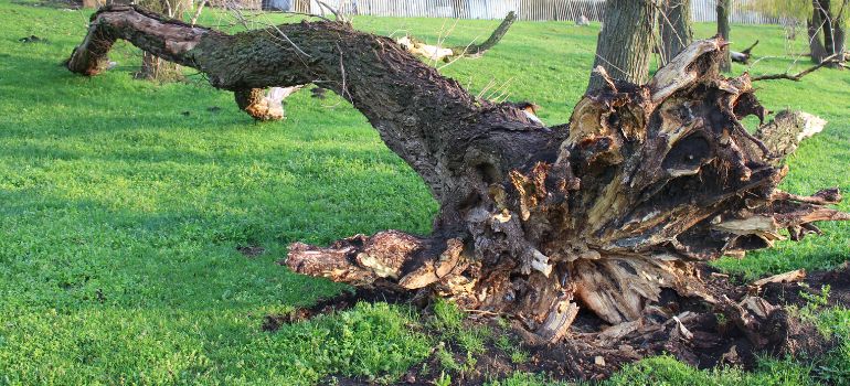 risarcimento caduta alberi