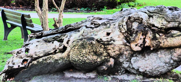 risarcimento danni caduta alberi