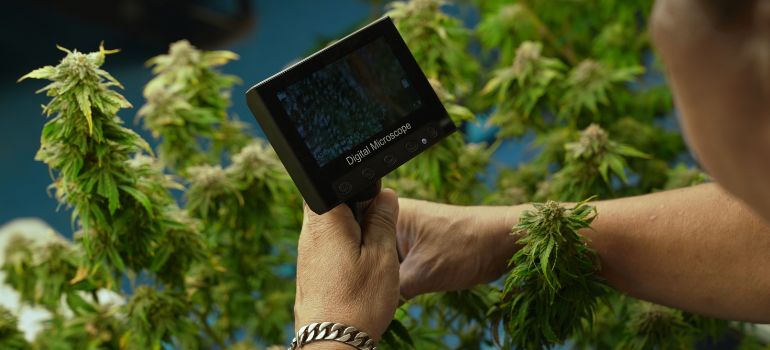 decreto sicurezza cannabis light