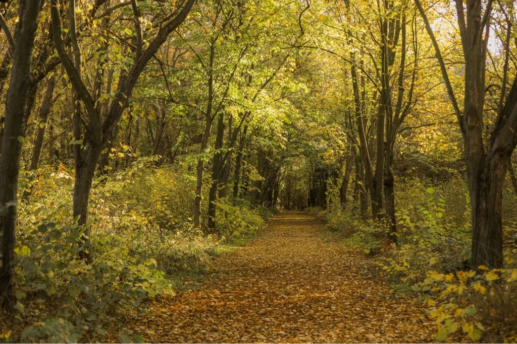 caso famiglia nel bosco in abruzzo