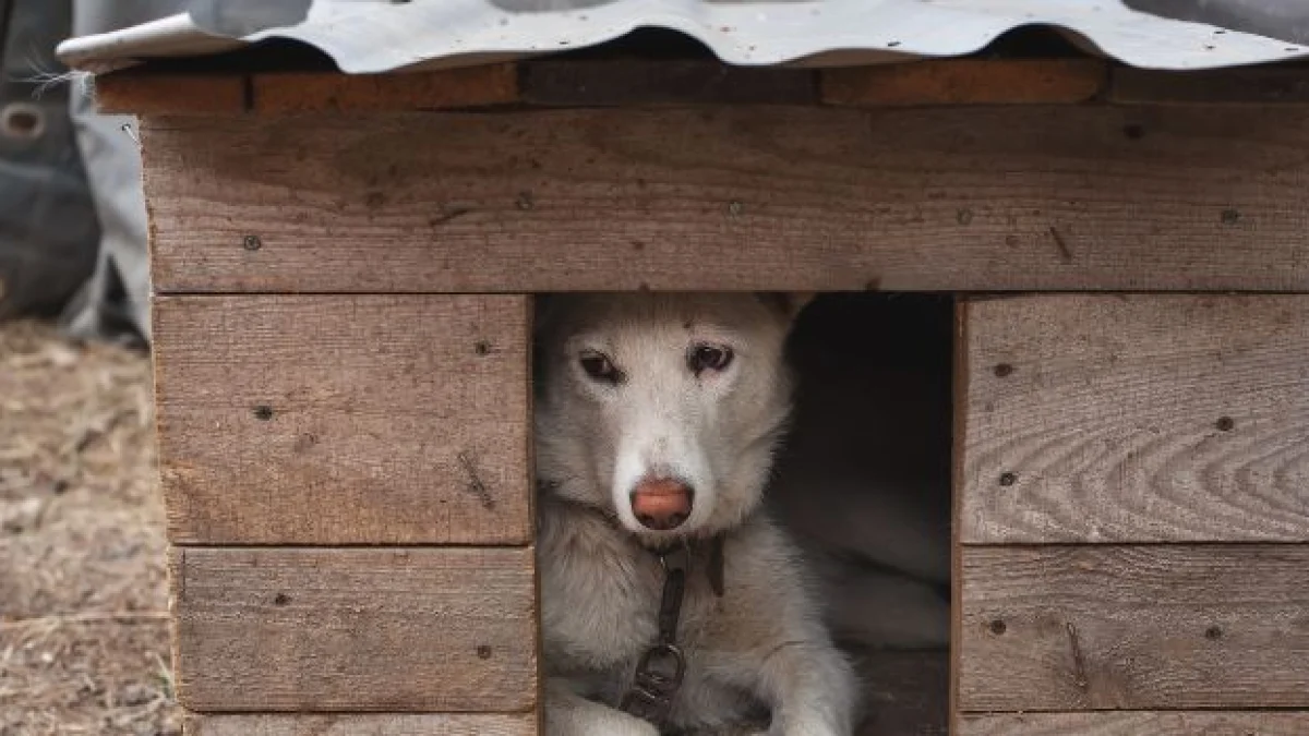 maltrattamento di animali pena procedibilità