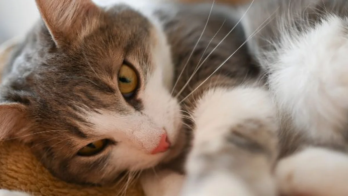 reati contro gli animali quali sono