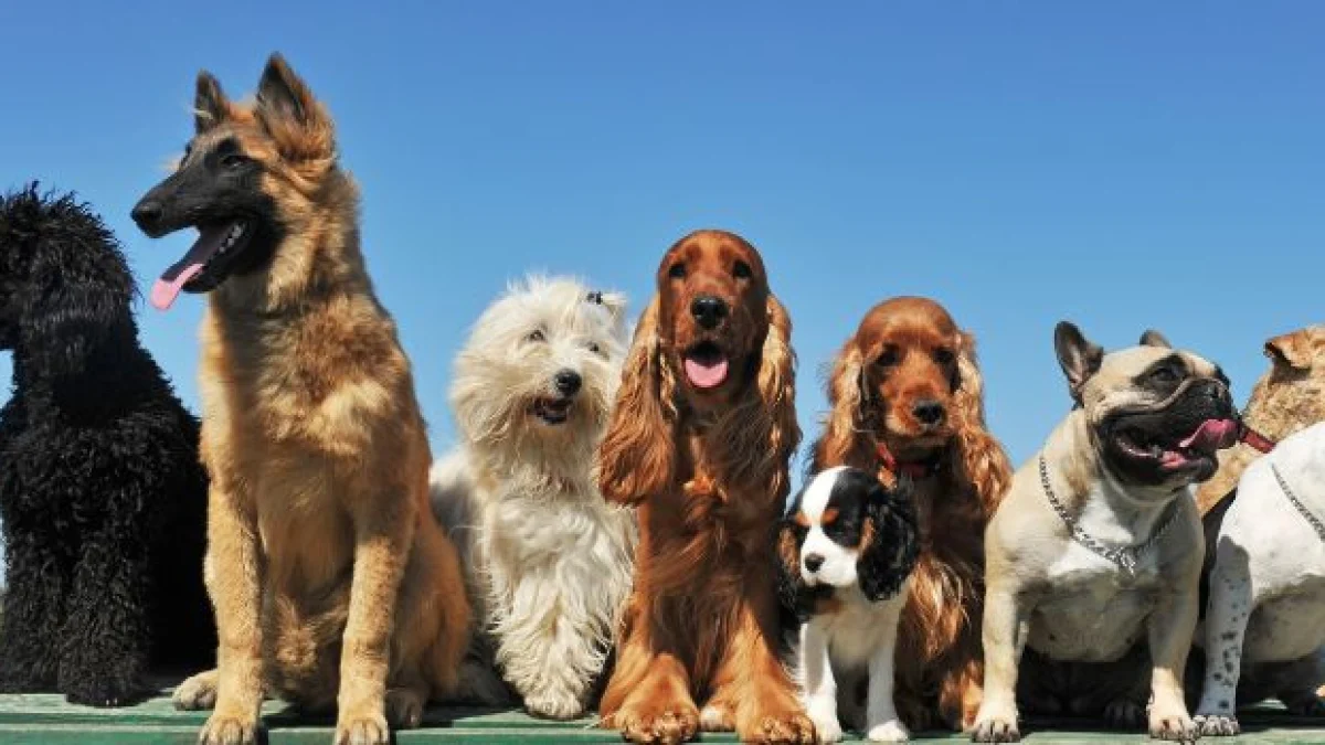 reato abbandono animali