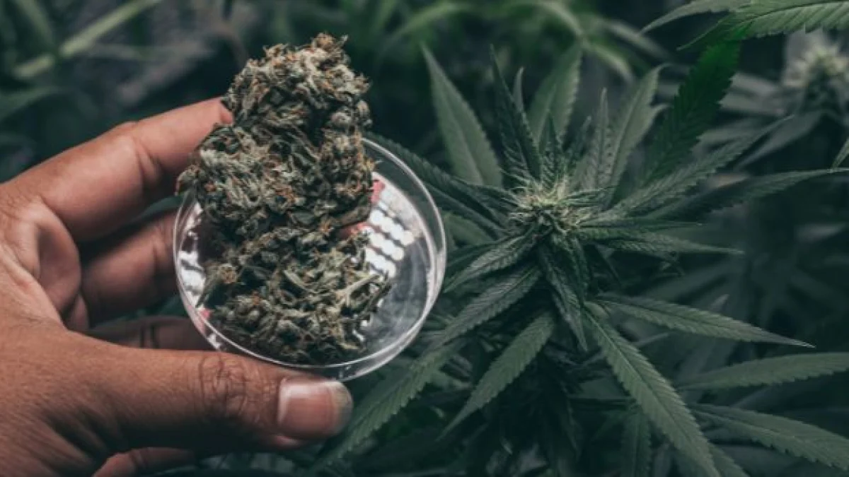 cannabis coltivazione domestica per uso personale