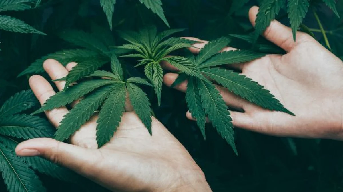 coltivazione domestica cannabis