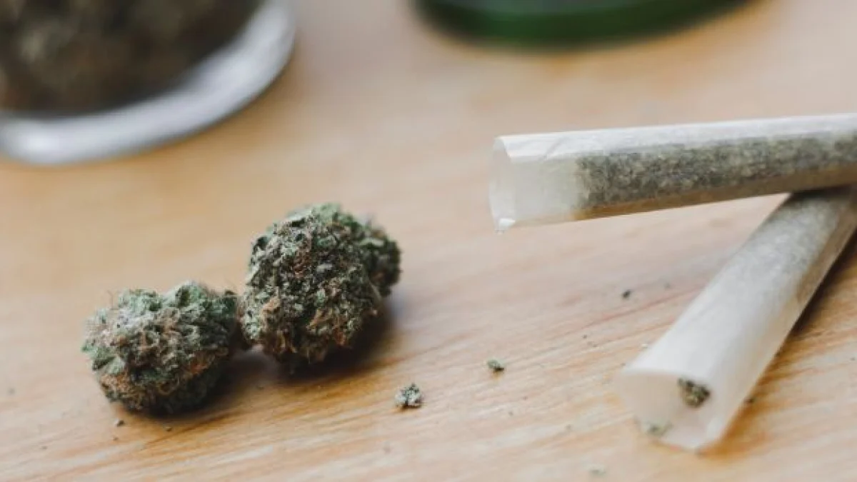 pena per coltivazione canapa