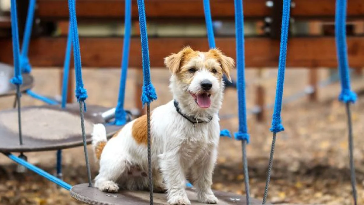 cane malato in pensione di chi è la colpa