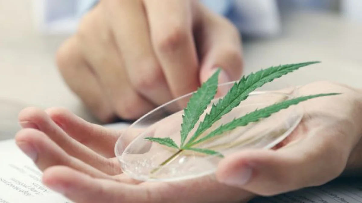 cannabis terapeutica per quali patologie
