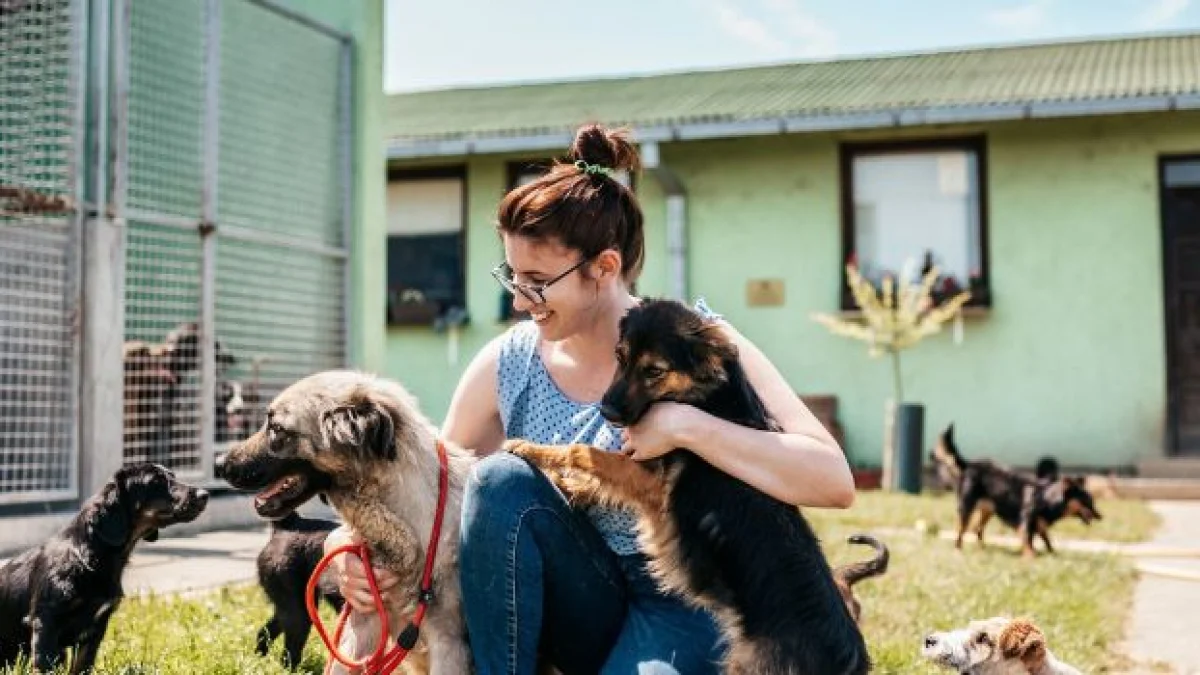 chi paga se il cane si ammala in una pensione per cani