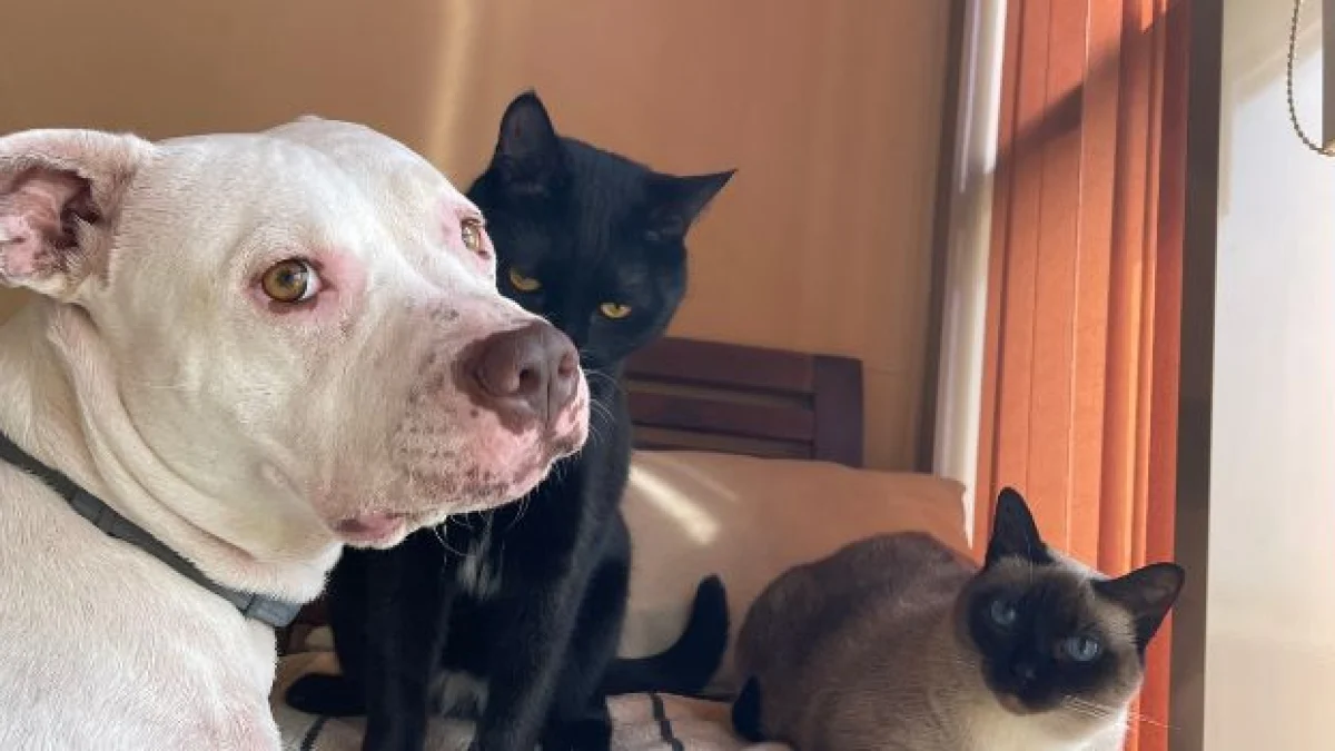 cane gatto successione ereditaria