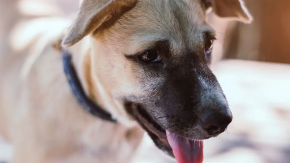 cane museruola quali sono gli obblighi