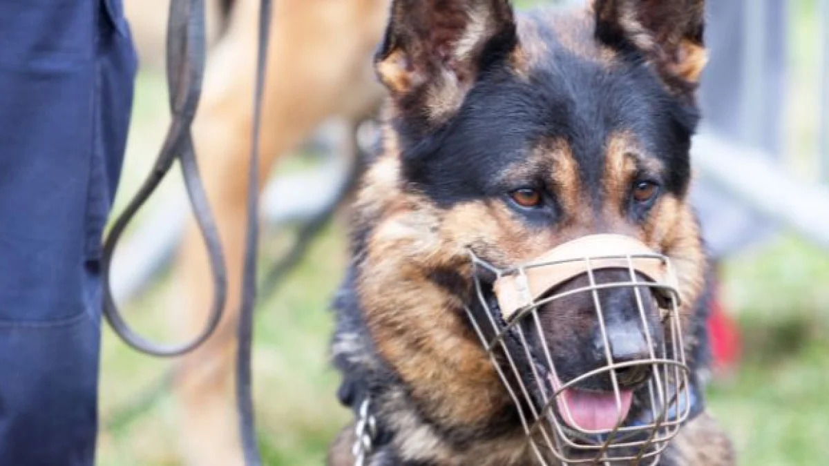 cane senza museruola rischi